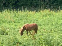IMG_1987.jpg