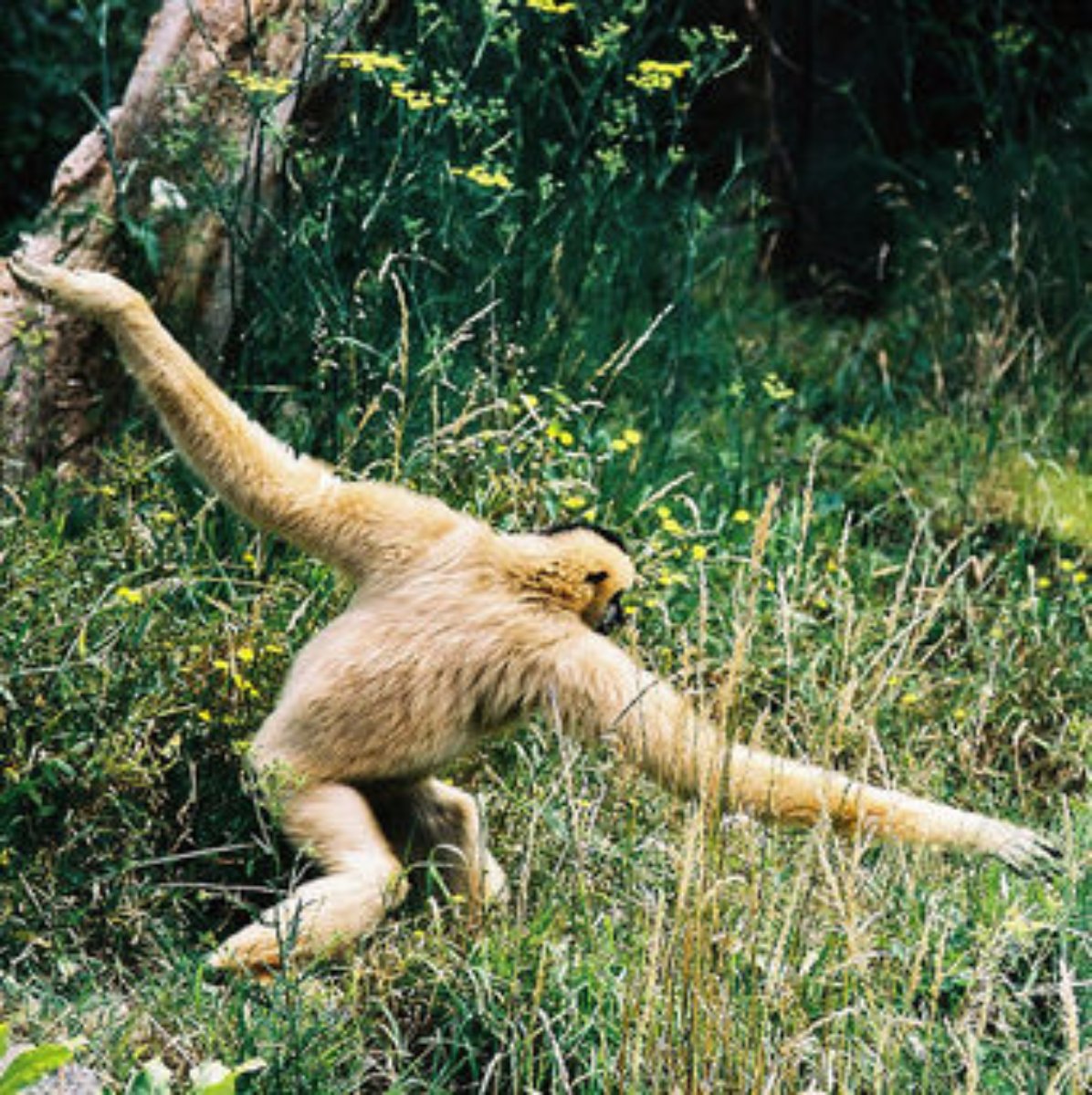 Gibbonarms.jpg